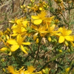 Hypericum perforatum (St John's Wort) at Nangus, NSW - 25 Nov 2005 by abread111