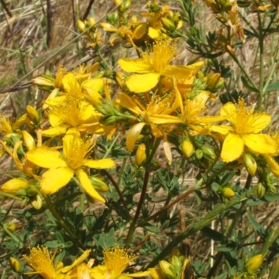 Hypericum perforatum (St John's Wort) at Nangus, NSW - 25 Nov 2005 by abread111