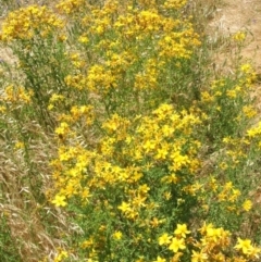 Hypericum perforatum at Nangus, NSW - 25 Nov 2005