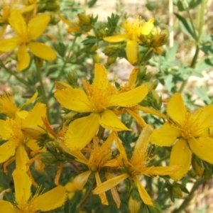 Hypericum perforatum at Nangus, NSW - 25 Nov 2005