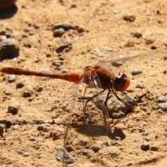 Diplacodes bipunctata (Wandering Percher) at Majura, ACT - 8 Jan 2021 by MatthewFrawley