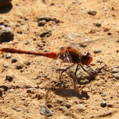 Diplacodes bipunctata (Wandering Percher) at Majura, ACT - 9 Jan 2021 by MatthewFrawley