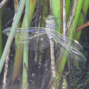 Anax papuensis at Fyshwick, ACT - 9 Jan 2021 08:42 AM