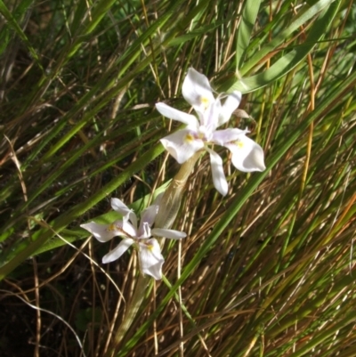 Moraea setifolia (Thread Iris) at Nangus, NSW - 28 Oct 2005 by abread111