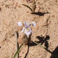 Moraea setifolia at Nangus, NSW - 28 Oct 2005 02:16 PM