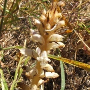 Orobanche minor at Nangus, NSW - 16 Nov 2005