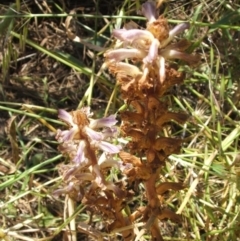 Orobanche minor at Nangus, NSW - 16 Nov 2005