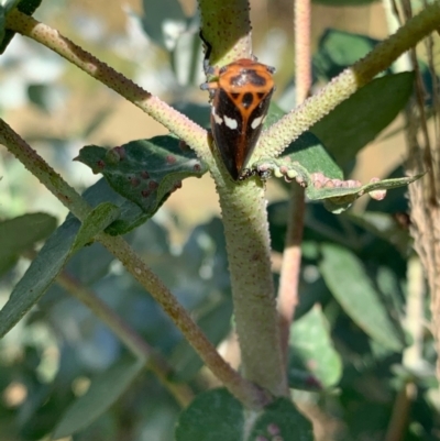 Eurymela fenestrata (Gum tree leafhopper) at Murrumbateman, NSW - 11 Jan 2021 by SimoneC