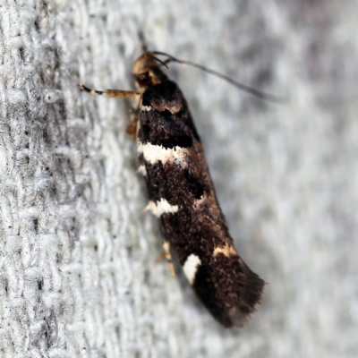 Macrobathra leucopeda (A Gelechioid moth) at O'Connor, ACT - 10 Jan 2021 by ibaird