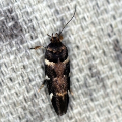 Macrobathra leucopeda at O'Connor, ACT - 10 Jan 2021