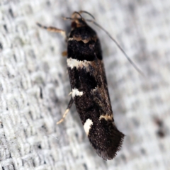 Macrobathra leucopeda at O'Connor, ACT - 10 Jan 2021