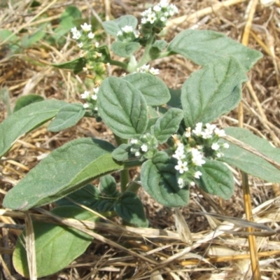 Heliotropium europaeum (Common Heliotrope, Potato Weed) at Nangus, NSW - 27 Dec 2005 by abread111