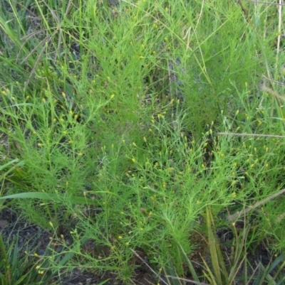 Schkuhria pinnata (Curious Weed, Dwarf Mexican Marigold) at Holt, ACT - 12 Jan 2021 by pinnaCLE