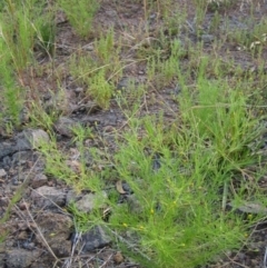 Schkuhria pinnata (Curious Weed, Dwarf Mexican Marigold) at Holt, ACT - 12 Jan 2021 by pinnaCLE