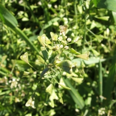 Capsella bursa-pastoris (Shepherd's Purse) at Nangus, NSW - 17 Oct 2005 by abread111