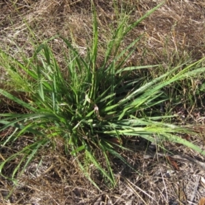 Panicum capillare/hillmanii at Weetangera, ACT - 12 Jan 2021