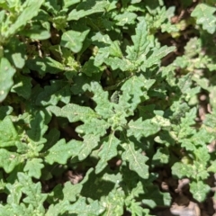 Dysphania pumilio (Small Crumbweed) at Currawang, NSW - 12 Jan 2021 by camcols