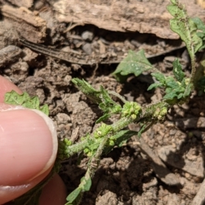 Dysphania pumilio at Currawang, NSW - 12 Jan 2021