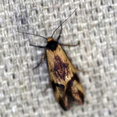 Isomoralla pyrrhoptera (A concealer moth) at O'Connor, ACT - 10 Jan 2021 by ibaird