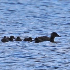 Oxyura australis (Blue-billed Duck) at Upper Stranger Pond - 12 Jan 2021 by RodDeb