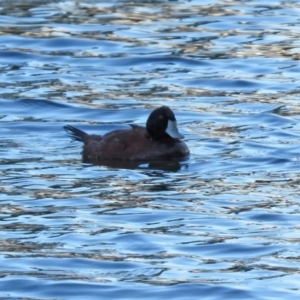 Oxyura australis at Bonython, ACT - 12 Jan 2021 07:38 PM