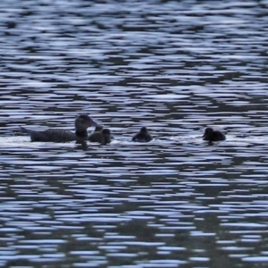 Oxyura australis at Bonython, ACT - 12 Jan 2021 07:38 PM