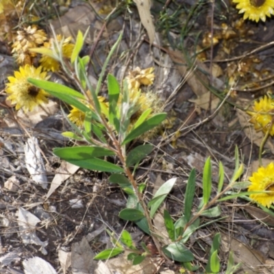 Callistemon sp. (A Bottlebrush) at Fowles St. Woodland, Weston - 12 Jan 2021 by AliceH