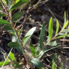 Callistemon sp. at Weston, ACT - 12 Jan 2021 11:12 PM