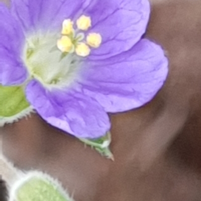 Erodium crinitum (Native Crowfoot) at Cook, ACT - 4 Jan 2021 by drakes