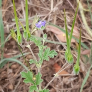 Erodium crinitum at Cook, ACT - 4 Jan 2021