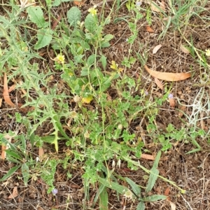 Erodium crinitum at Cook, ACT - 4 Jan 2021