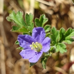 Erodium crinitum (Native Crowfoot) at Holt, ACT - 7 Dec 2020 by drakes