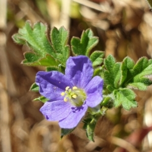 Erodium crinitum at Holt, ACT - 7 Dec 2020