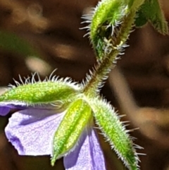 Erodium crinitum at Holt, ACT - 7 Dec 2020 09:57 AM