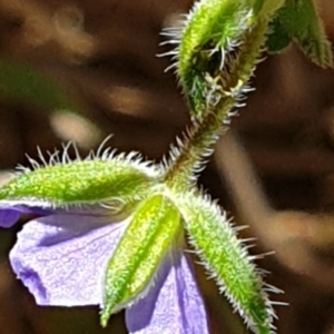 Erodium crinitum at Holt, ACT - 7 Dec 2020 09:57 AM