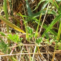 Erodium crinitum at Holt, ACT - 7 Dec 2020 09:57 AM