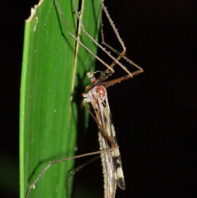 Gynoplistia sp. (genus) (Crane fly) at Acton, ACT - 12 Jan 2021 by TimL