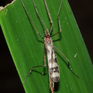 Gynoplistia sp. (genus) at Acton, ACT - 12 Jan 2021