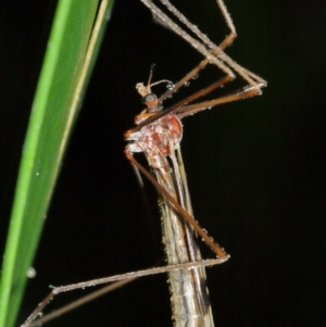 Gynoplistia sp. (genus) at Acton, ACT - 12 Jan 2021