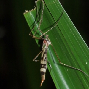 Gynoplistia sp. (genus) at Acton, ACT - 12 Jan 2021