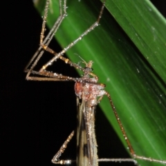 Gynoplistia sp. (genus) at Acton, ACT - 12 Jan 2021