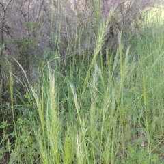 Vulpia bromoides (Squirrel-tail Fescue, Hair Grass) at Conder, ACT - 3 Nov 2020 by michaelb