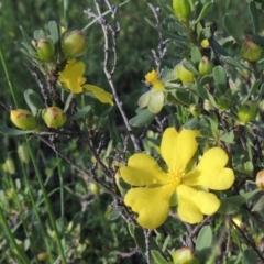 Hibbertia obtusifolia (Grey Guinea-flower) at Conder, ACT - 3 Nov 2020 by MichaelBedingfield