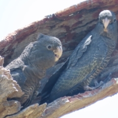 Callocephalon fimbriatum (Gang-gang Cockatoo) at O'Malley, ACT - 12 Jan 2021 by roymcd