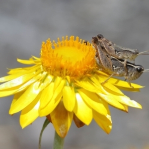 Phaulacridium vittatum at Acton, ACT - 12 Jan 2021