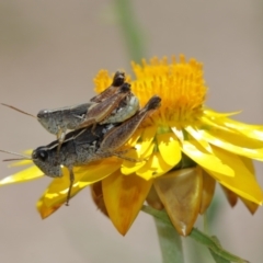 Phaulacridium vittatum at Acton, ACT - 12 Jan 2021