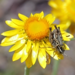 Phaulacridium vittatum at Acton, ACT - 12 Jan 2021