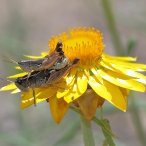 Phaulacridium vittatum at Acton, ACT - 12 Jan 2021