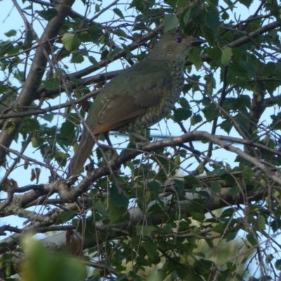 Ptilonorhynchus violaceus (Satin Bowerbird) at Duffy, ACT - 13 Jan 2021 by Rob1e8