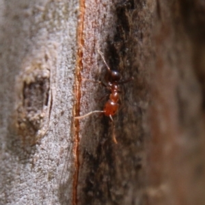 Papyrius nitidus at Hughes, ACT - suppressed